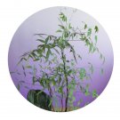 DwarfGiantFarm 200Pcs A Set Nandina domestica Seed  ProQgf