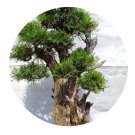 DwarfGiantFarm 200Pcs A Set Platycladus orientalis Seed ProQgf