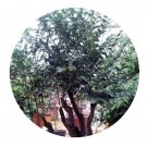 DwarfGiantFarm 200Pcs A Set Pterocarpus indicus Seed  ProQgf
