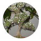 DwarfGiantFarm 200Pcs A Set Serissa foetida Seed ProQgf