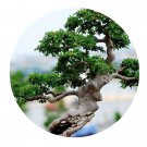 DwarfGiantFarm 200Pcs A Set Ulmus parvifolia  Seed ProQgf