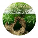 DwarfGiantFarm 200Pcs A Set Vitex negundo Seed ProQgf