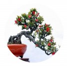 DwarfGiantFarm 200Pcs A Set Malus halliana Koehne Seed ProQgf