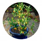 DwarfGiantFarm 200Pcs A Set Fortunella margarita Seed ProQgf