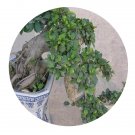 DwarfGiantFarm 200Pcs A Set Ficus microcarpa Seed ProQgf
