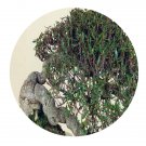 DwarfGiantFarm 200Pcs A Set Trachelospermum jasminoides Seed  ProQgf
