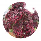DwarfGiantFarm 200Pcs A Set Loropetalum chinensis Seed  ProQgf