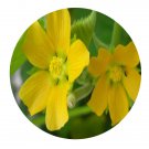 DwarfGiantFarm 200Pcs A Set Abutilon theophrasti Medic Seed ProQgf