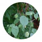 DwarfGiantFarm 200Pcs A Set Abutilon indicum Seed ProQgf