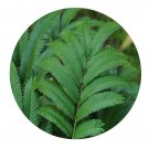 DwarfGiantFarm 200Pcs A Set Acacia megaladena Desv Seed ProQgf