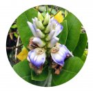 DwarfGiantFarm 200Pcs A Set Acanthus ilicifolius Seed ProQgf