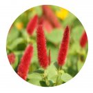 DwarfGiantFarm 200Pcs A Set Acalypha australis Linn Seed  ProQgf