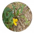DwarfGiantFarm 200Pcs A Set Zornia diphylla Seed  ProQgf