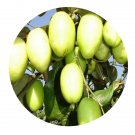 DwarfGiantFarm 200Pcs A Set Ziziphus mauritiana Seed  ProQgf