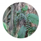 DwarfGiantFarm 200Pcs A Set Zanthoxylum multijugum Franch Seed  ProQgf