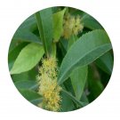DwarfGiantFarm 200Pcs A Set Xylosma longifolium Clos Seed    ProQgf