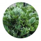DwarfGiantFarm 200Pcs A Set zamia furfuracec Seed   ProQgf
