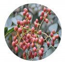 DwarfGiantFarm 200Pcs A Set Zanthoxylum bungeanum Seed    ProQgf