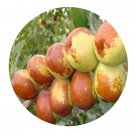 DwarfGiantFarm 200Pcs A Set Ziziphus jujuba Manai Seed   ProQgf