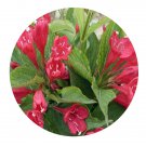 DwarfGiantFarm 200Pcs A Set Weigela florida Seed   ProQgf