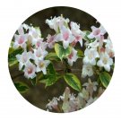 DwarfGiantFarm 200Pcs A Set Weigela florida Variegata Seed    ProQgf