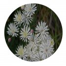 DwarfGiantFarm 200Pcs A Set Thalictrum petaloideum Seed    ProQgf