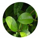 DwarfGiantFarm 200Pcs A Set Tetracera sarmentosa Seed     ProQgf