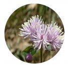 DwarfGiantFarm 200Pcs A Set Thalictrum fortunei S. Moore Seed     ProQgf