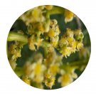 DwarfGiantFarm 200Pcs A Set Tetramelaceae Seed  ProQgf