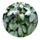 DwarfGiantFarm 200Pcs A Set Tetrastigma cauliflorum Seed  ProQgf