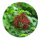 DwarfGiantFarm 200Pcs A Set Tetradium ruticarpum Seed ProQgf