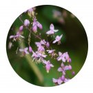 DwarfGiantFarm 200Pcs A Set Thalictrum aquilegifolium Seed ProQgf
