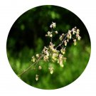 DwarfGiantFarm 200Pcs A Set Thalictrum cultratum Wall Seed  ProQgf