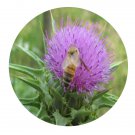 DwarfGiantFarm 200Pcs A Set Silybum marianum Gaertn Seed   ProQgf