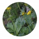 DwarfGiantFarm 200Pcs A Set Sinosenecio euosmus Seed   ProQgf