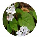 DwarfGiantFarm 200Pcs A Set Sinojohnstonia chekiangensis Seed    ProQgf