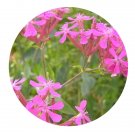 DwarfGiantFarm 200Pcs A Set Silene armeria Seed  ProQgf