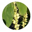 DwarfGiantFarm 200Pcs A Set Sinowilsonia henryi Seed  ProQgf