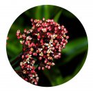 DwarfGiantFarm 200Pcs A Set skimmia japoniac Seed  ProQgf