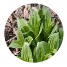 DwarfGiantFarm 200Pcs A Set Smilax davidiana Seed  ProQgf
