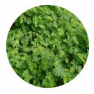 DwarfGiantFarm 200Pcs A Set Smithia sensitiva Seed ProQgf
