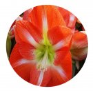 DwarfGiantFarm 5Pcs A Set Amsterdam Hippeastrum rutilum flower bulb ProQgf