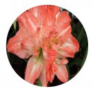 DwarfGiantFarm 5Pcs A Set andes Hippeastrum rutilum flower bulb ProQgf