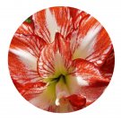 DwarfGiantFarm 5Pcs A Set Arosa  Hippeastrum rutilum flower bulb ProQgf