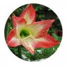 DwarfGiantFarm 5Pcs A Set Astron Hippeastrum rutilum flower bulb ProQgf