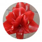 DwarfGiantFarm 5Pcs A Set AMY MAGUIRE Hippeastrum rutilum flower bulb ProQgf