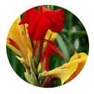 DwarfGiantFarm 8Pcs A Set Canna indica flower bulb  ProQgf