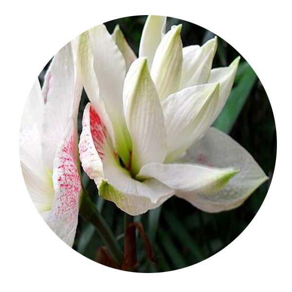 DwarfGiantFarm 5Pcs A Set Double nippon Hippeastrum rutilum flower bulb ProQgf