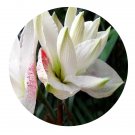 DwarfGiantFarm 5Pcs A Set Double nippon Hippeastrum rutilum flower bulb ProQgf