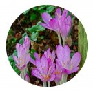DwarfGiantFarm 5Pcs A Set Colchicum autumnale flower bulb  ProQgf